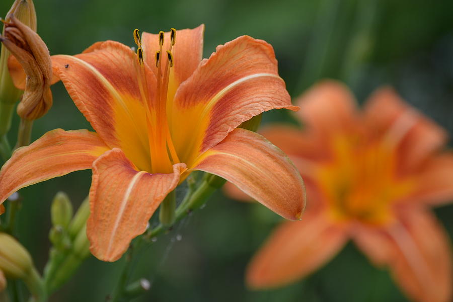 Nature Photograph - Orange Flower by Kim Stafford