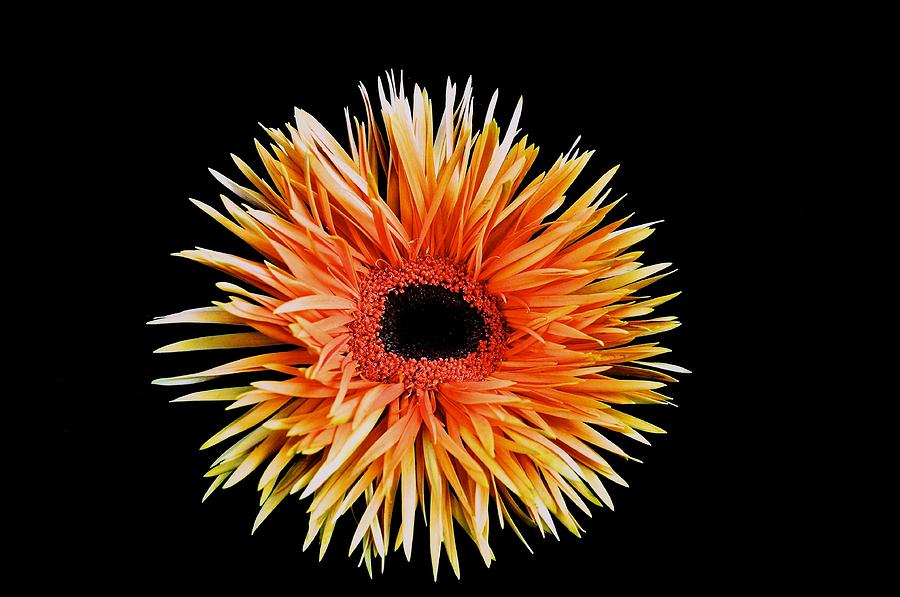 Daisy Photograph - Orange Flower  by Kristina Deane