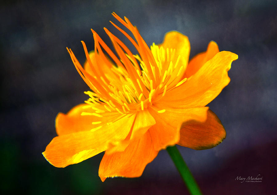 Orange Flower Photograph by Mary Machare