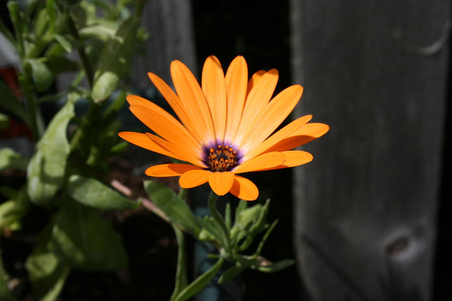 Orange Flower Photograph by Paula Brown