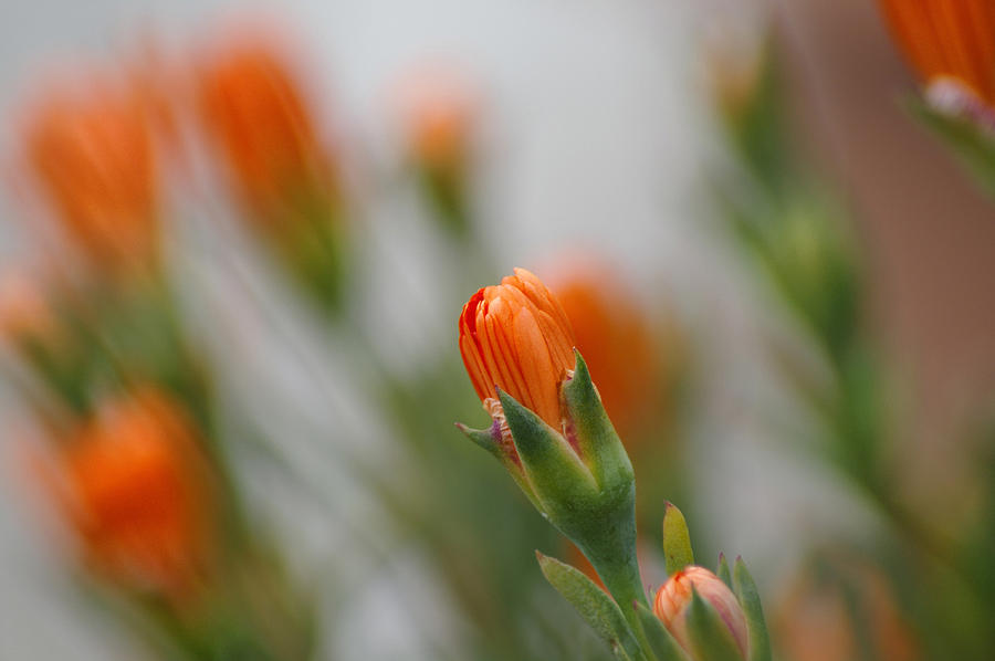 Orange flower Photograph by Paulo Goncalves