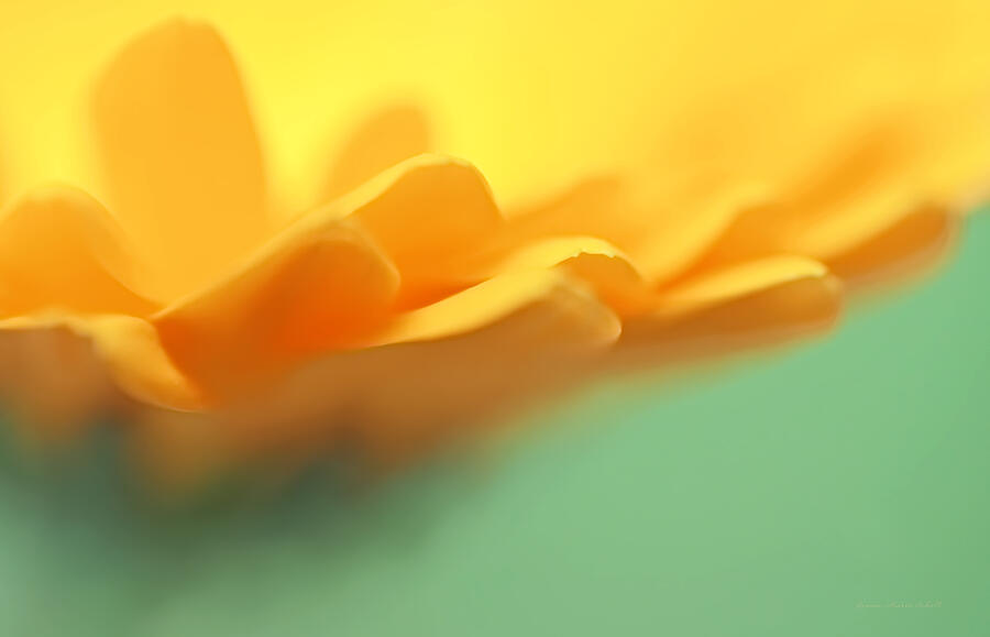 Orange Flower Petals Abstract Photograph by Jennie Marie Schell