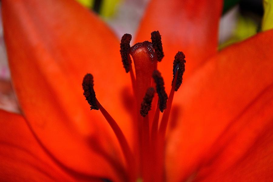 Orange Flower Photograph by Richard Zentner