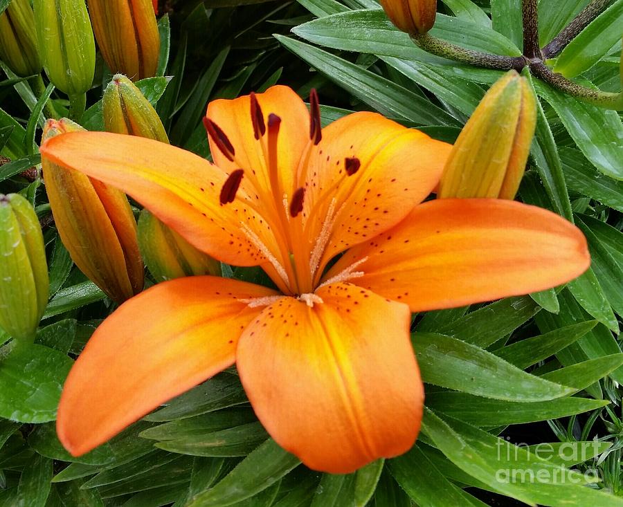 Orange Flower Photograph by Rose Wang