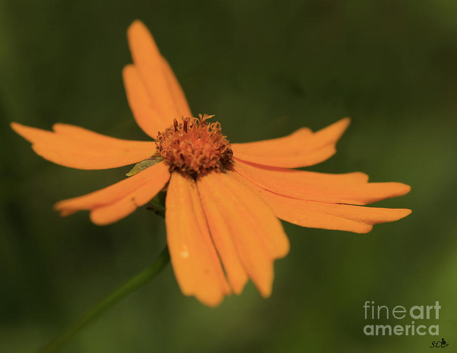 Orange Flower Photograph
