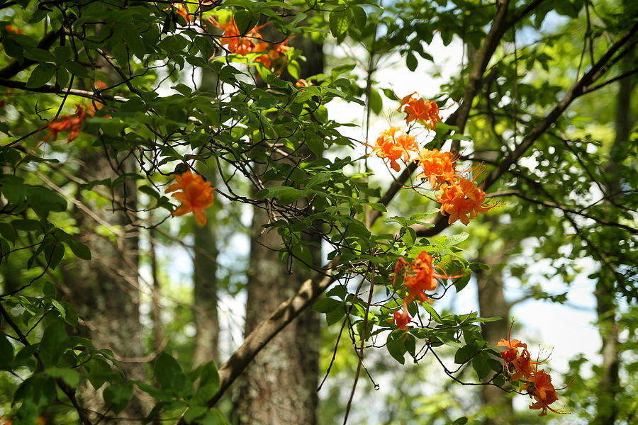 Nature Photograph - Orange Flower Tree H by Dulce Levitz