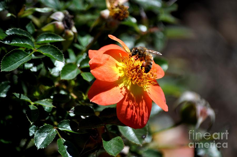 Nature Photograph - Orange Flower with Bee by M J