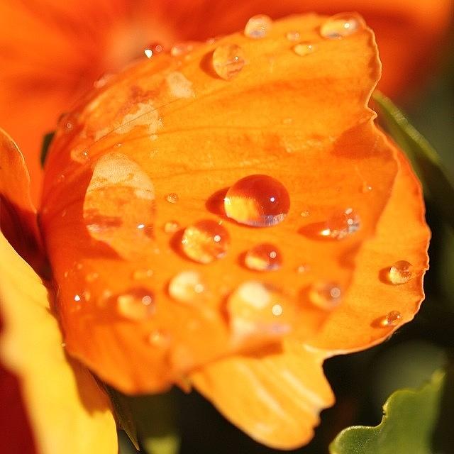 Orange Flower With Raindrops Photograph by Luisa Azzolini