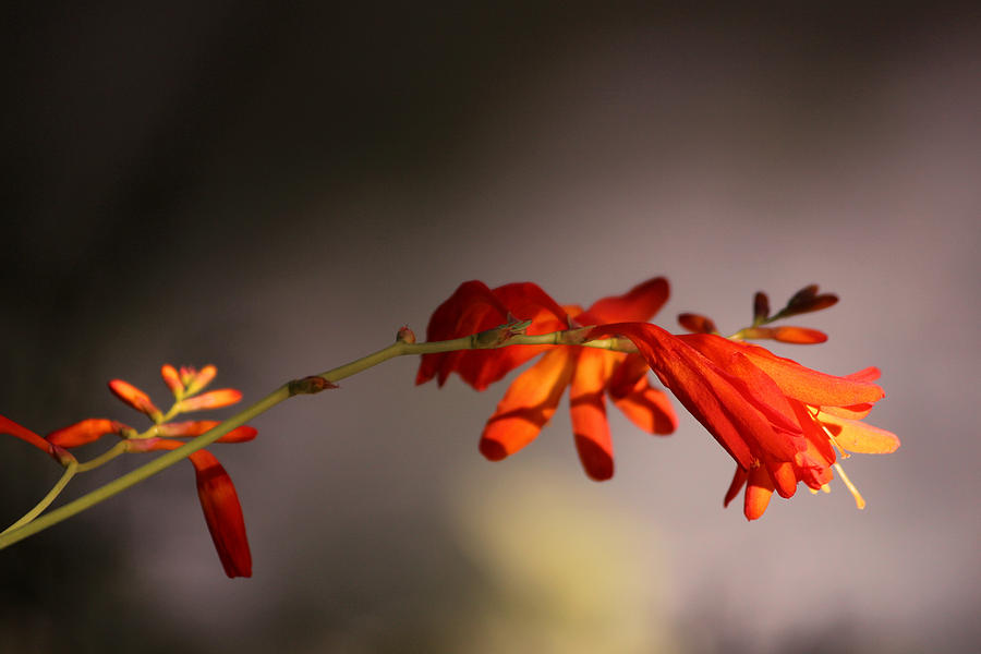 Orange Flower Yellow Light Photograph by Kym Backland