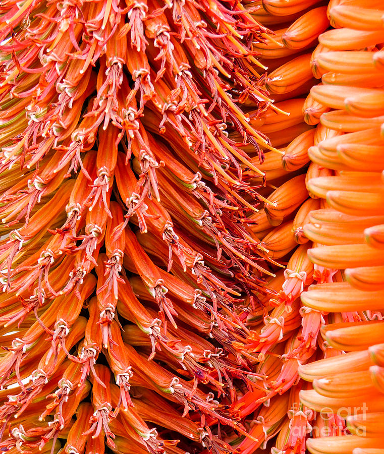 San Diego Zoo Photograph - Orange flowers 0153 by Stephen Parker