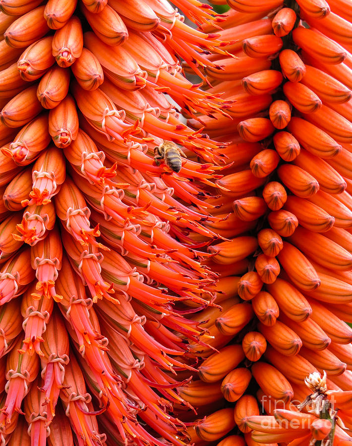 San Diego Zoo Photograph - Orange flowers 0157 by Stephen Parker