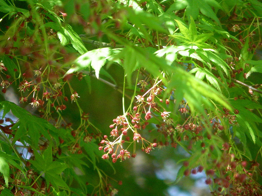 Orange Berries 1 Photograph By Zoe Hadley - Fine Art America