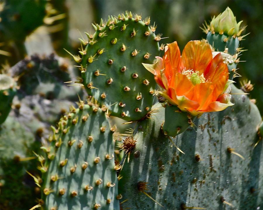 Orange Cactus Flower Photograph by Kristina Deane