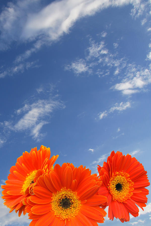 Orange Flowers and Sky Photograph by Melinda Fawver
