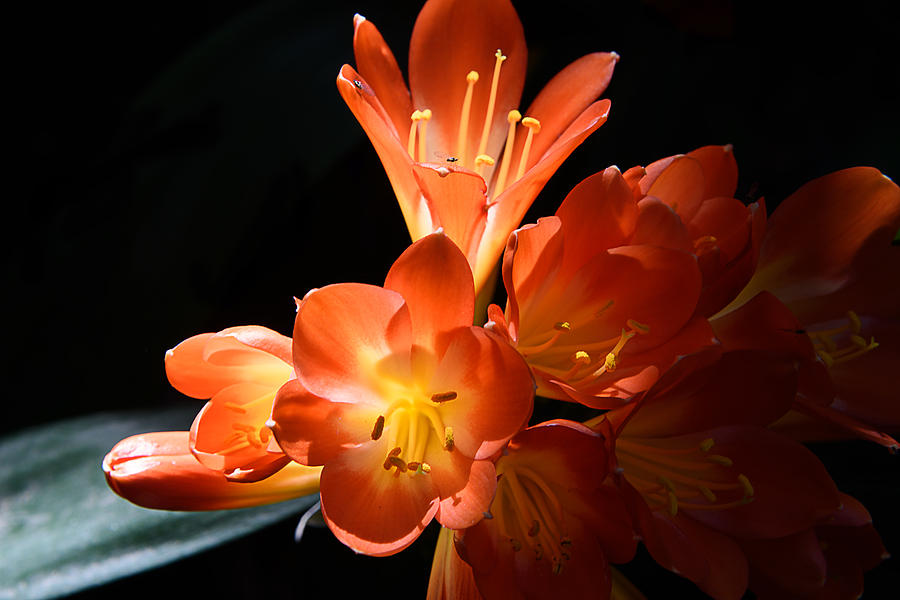 Orange Flowers Photograph by Camille Lopez