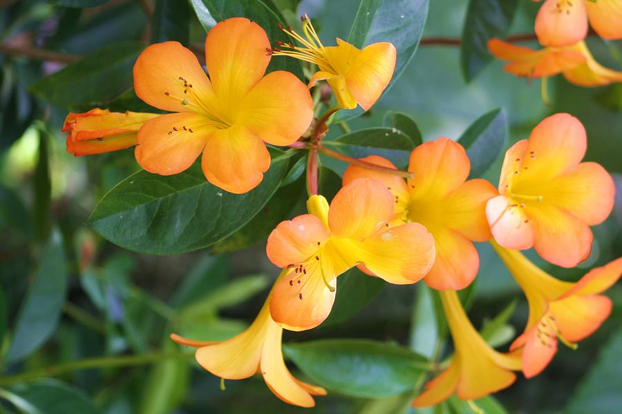 Orange Flowers Photograph