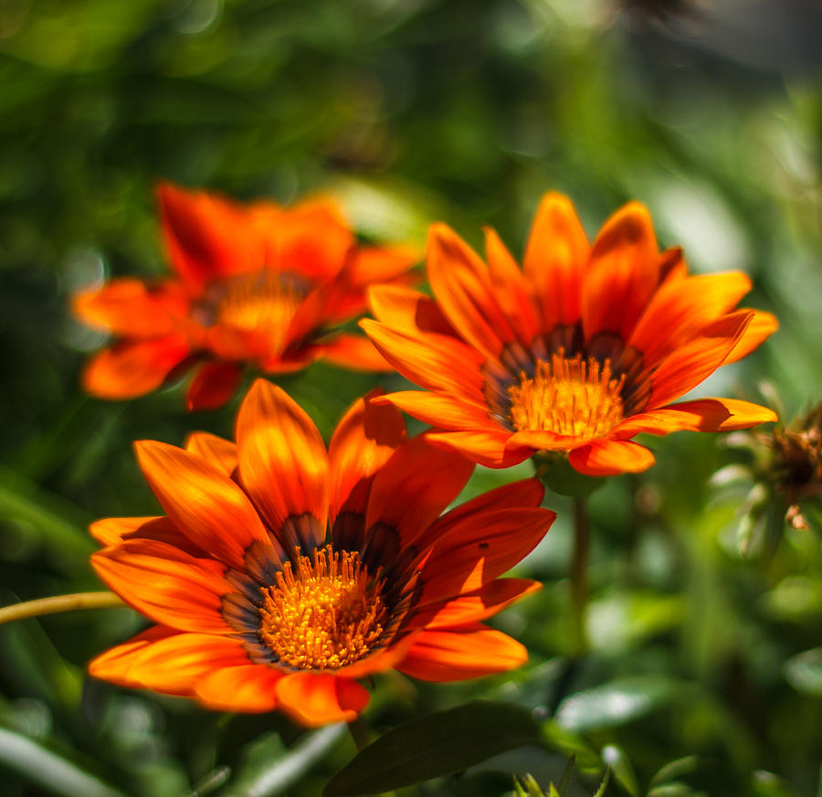 Orange flowers Photograph by Jane Luxton