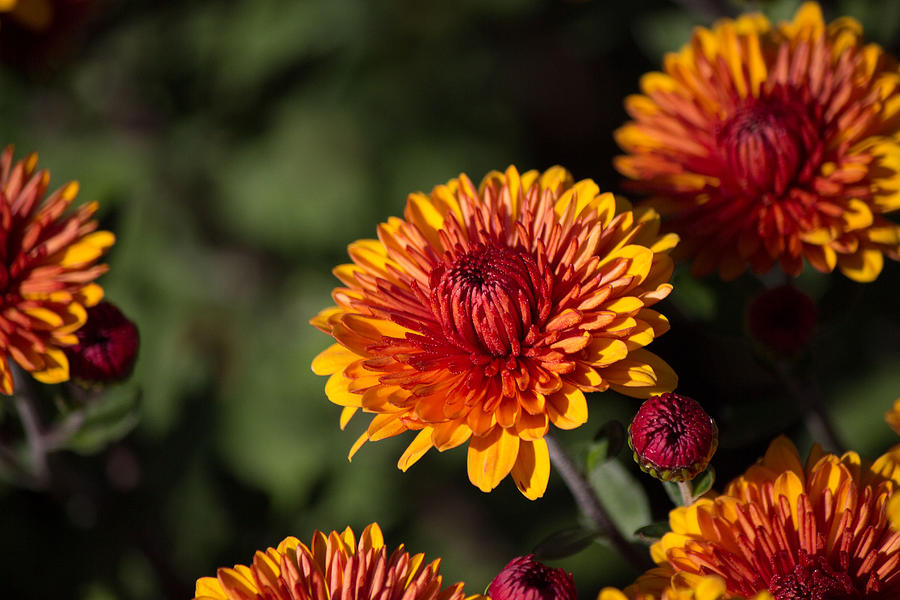 Orange flowers Photograph by Susan Jensen