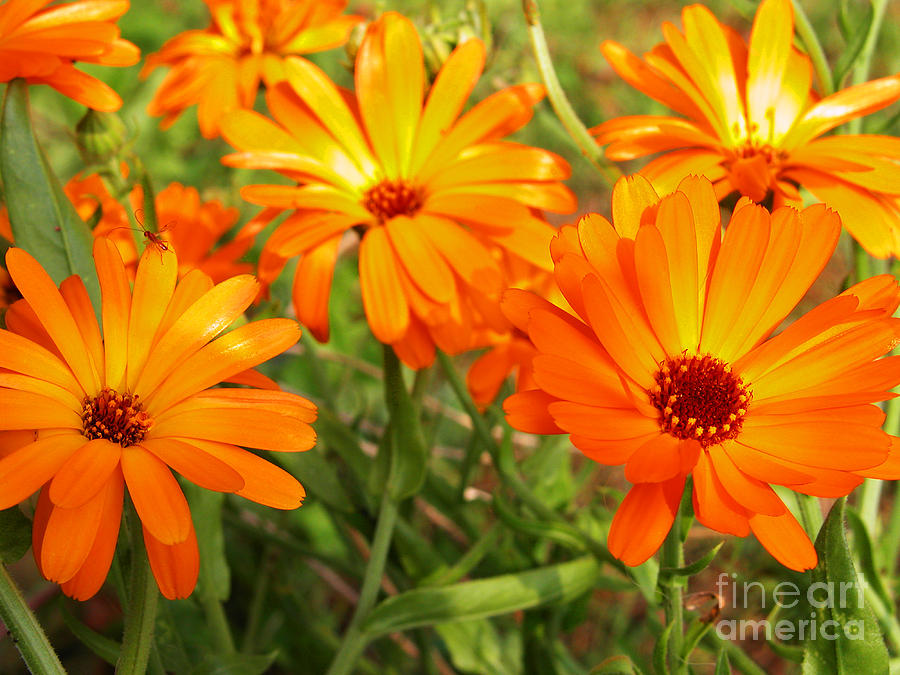 Nature Photograph - Orange Flowers by Thomas R Fletcher