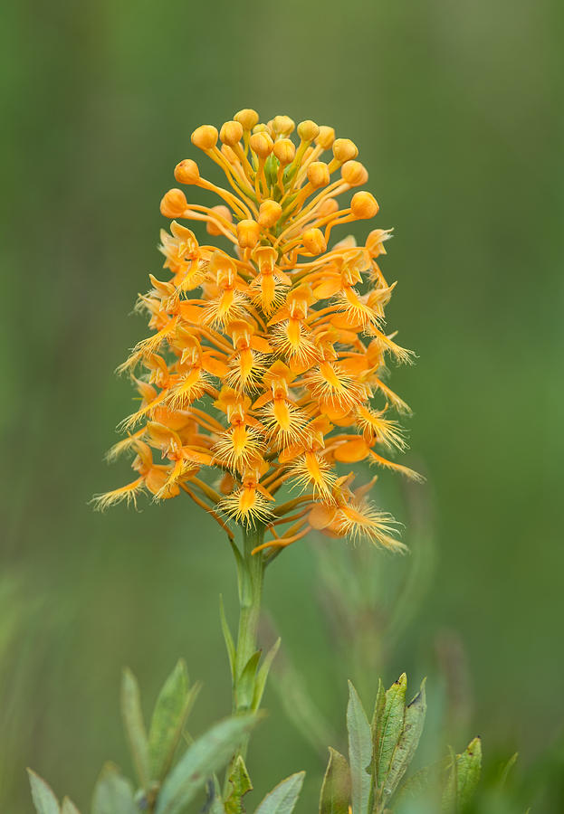 Orange Fringed Orchid Photograph by Jim Zablotny