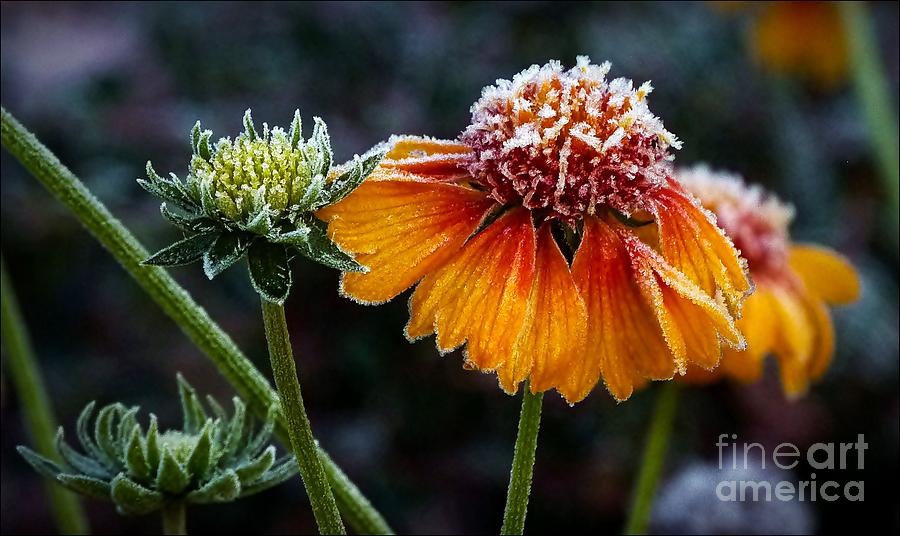 Orange Frosty Photograph by Julia Hassett