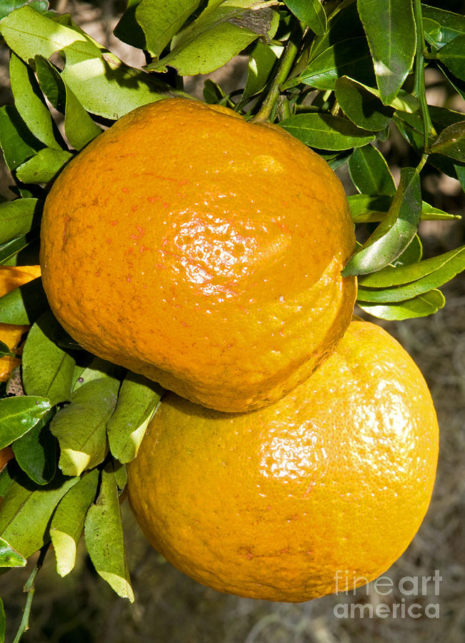 Orange Fruit Growing On Tree Photograph by Millard H. Sharp