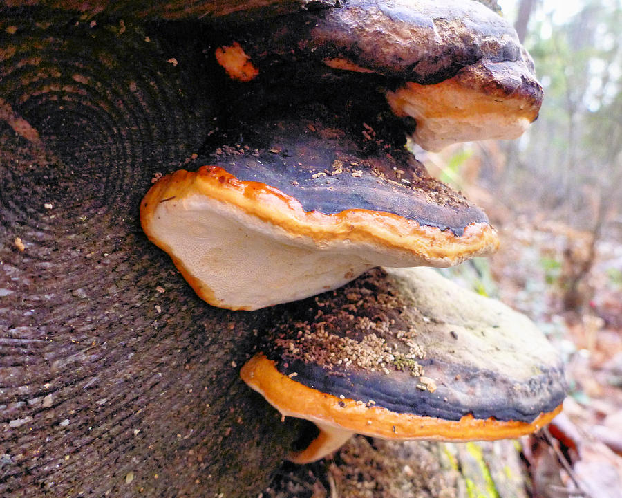 Nature Photograph - Orange Fungi by Andrew Miles