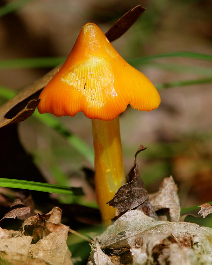 Orange Fungi Photograph by David Pickett