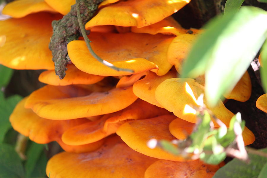 Orange Photograph - Orange Fungi by Jennifer Gillis Orange Photograph - Orange Fungi by Jennifer Gillis