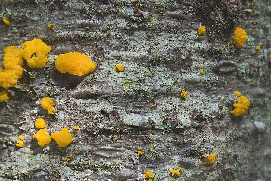 Orange Fungi on Tree Trunk Photograph by Peter J Sucy