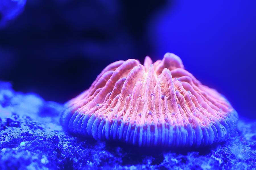 Orange Fungia Coral Photograph by Chrisho