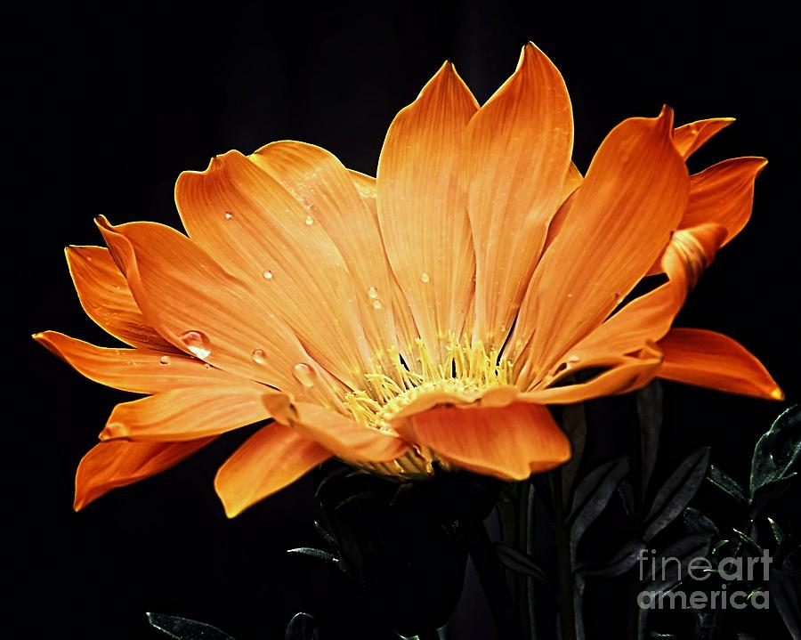 Orange Gazania Flower Photograph by Sharon Woerner