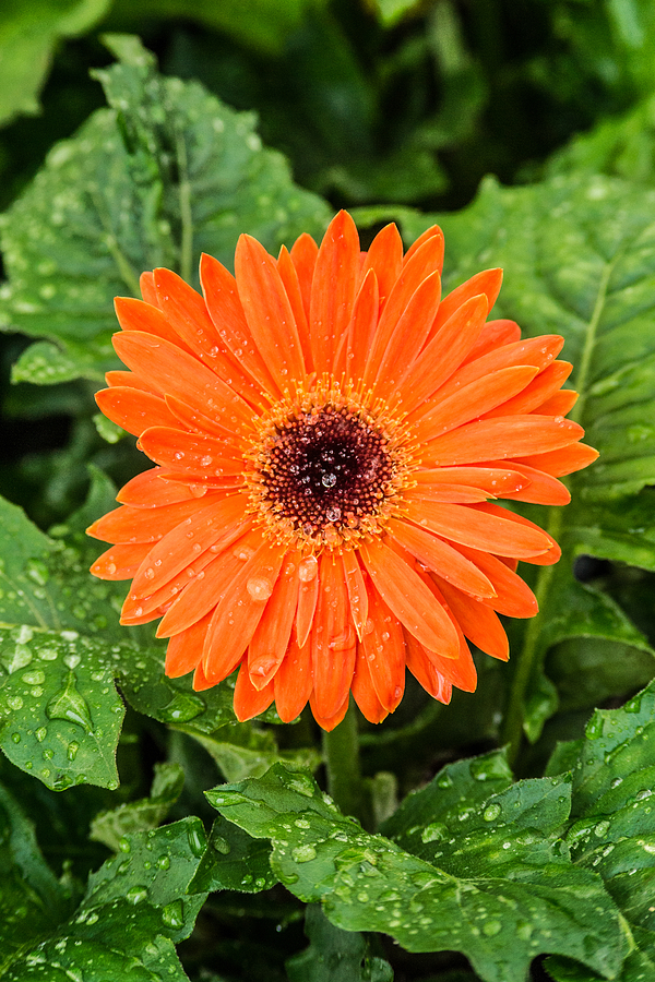 Gerber Daisy Photograph - Orange Gerber Daisy 2 by Douglas Barnett