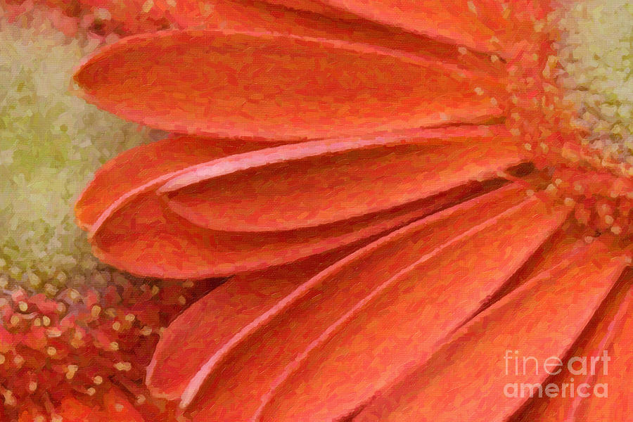 Orange Gerber Daisy Painting Digital Art