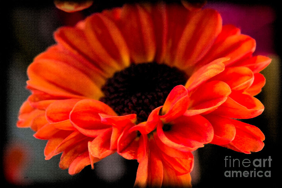 Orange Gerber Daisy Photograph by Sandra Clark