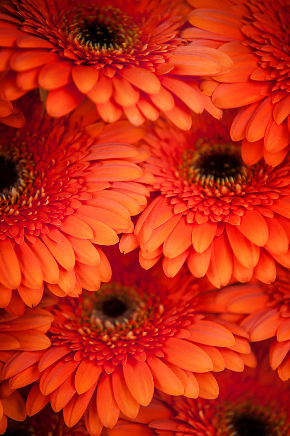 Orange Gerbera 1. Amsterdam Flower Market Photograph by Jenny Rainbow