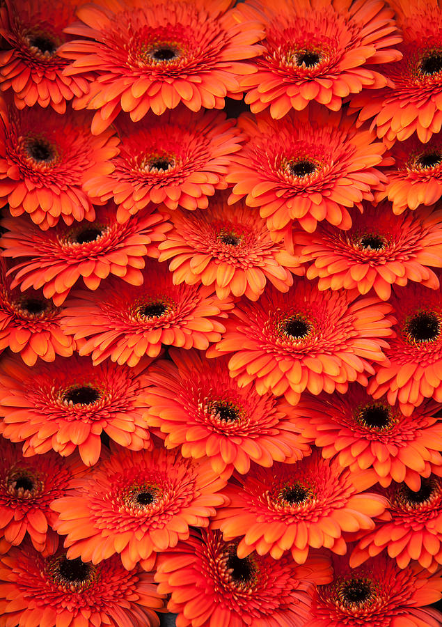 Orange Gerbera. Amsterdam Flower Market Photograph by Jenny Rainbow