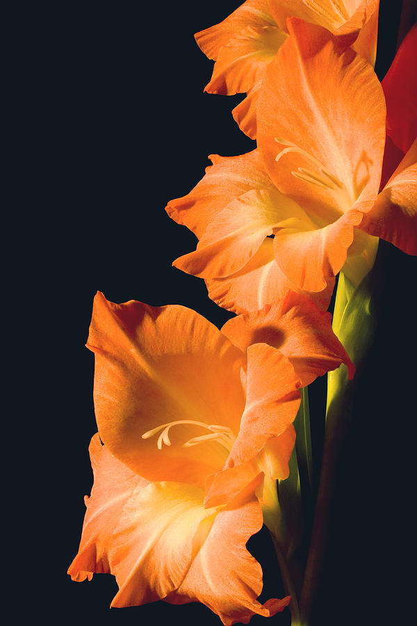 Orange Gladiolus Flower Photograph by Keith Webber Jr