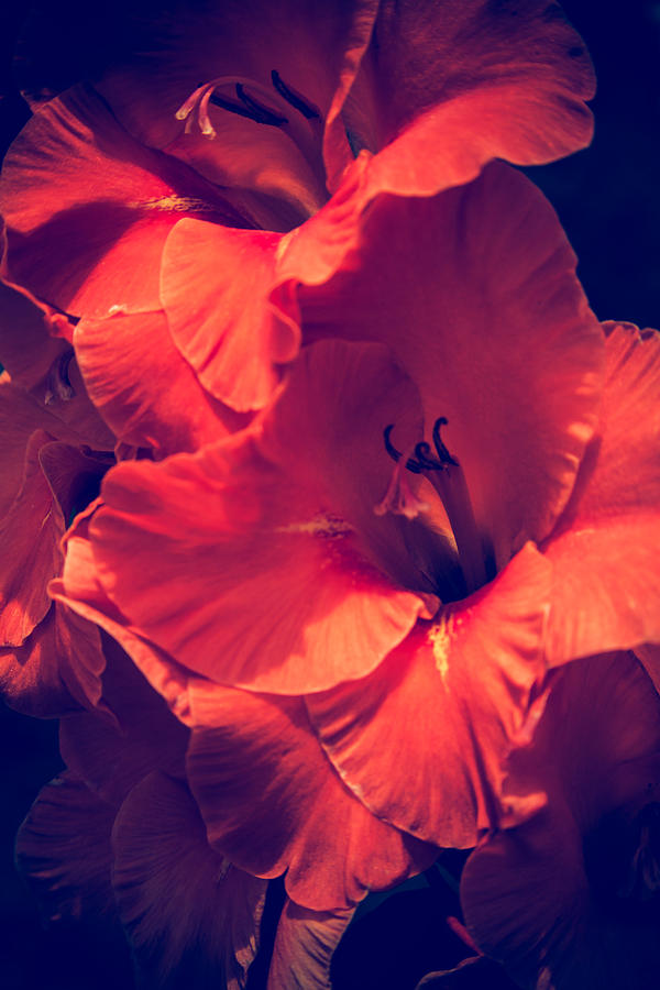 Orange Gladiolus Photograph by Toni Hopper