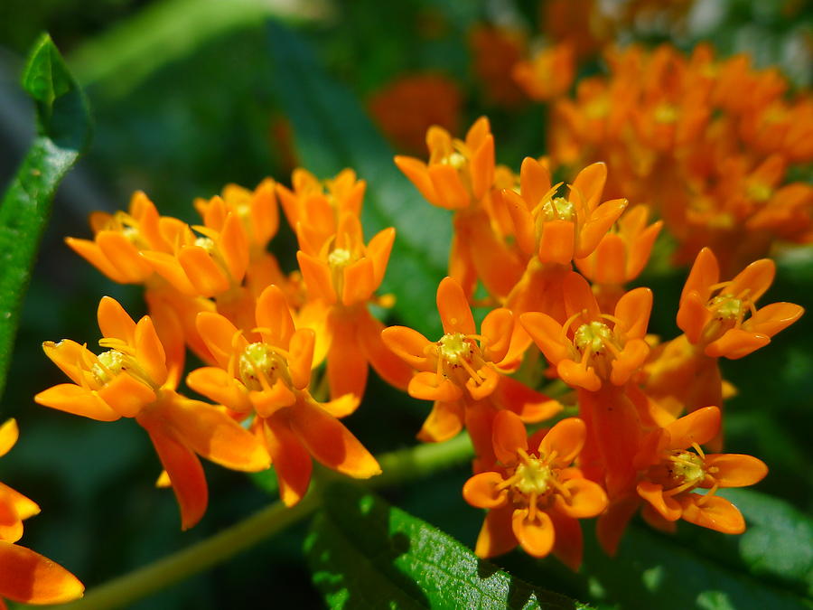 Orange Glory Photograph by Olga Breslav - Pixels