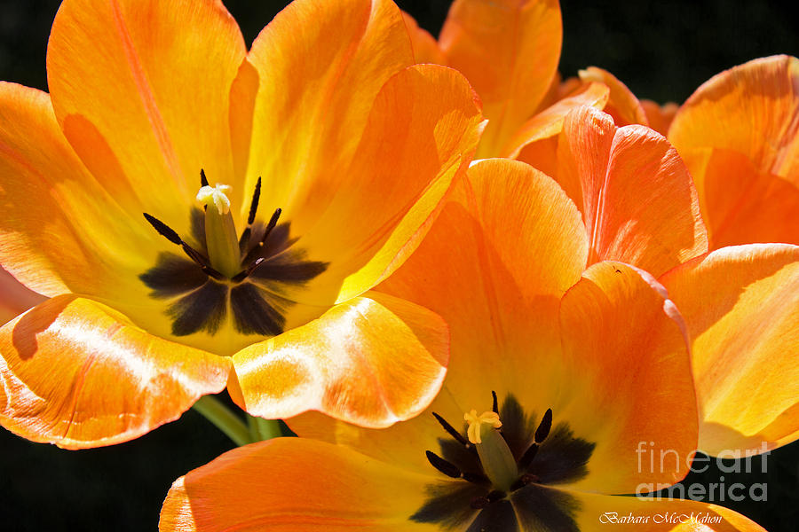 Flower Photograph - Orange Glow by Barbara McMahon