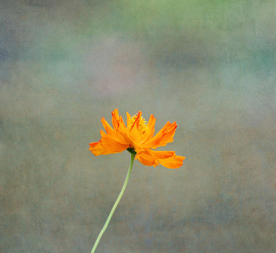 Flower Photograph - Orange Glow by Kim Hojnacki