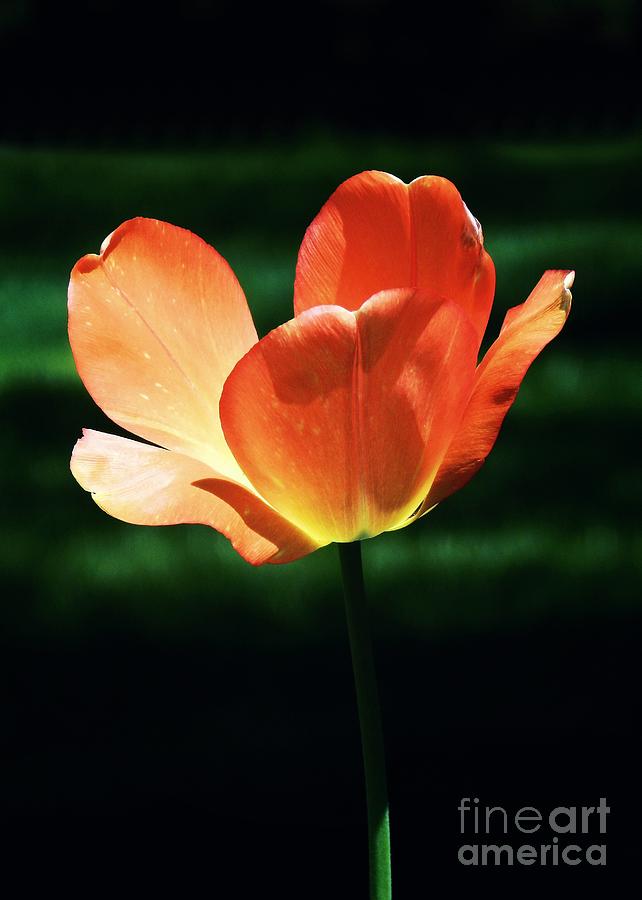 Orange Glow Tulip Photograph by Sharon Woerner