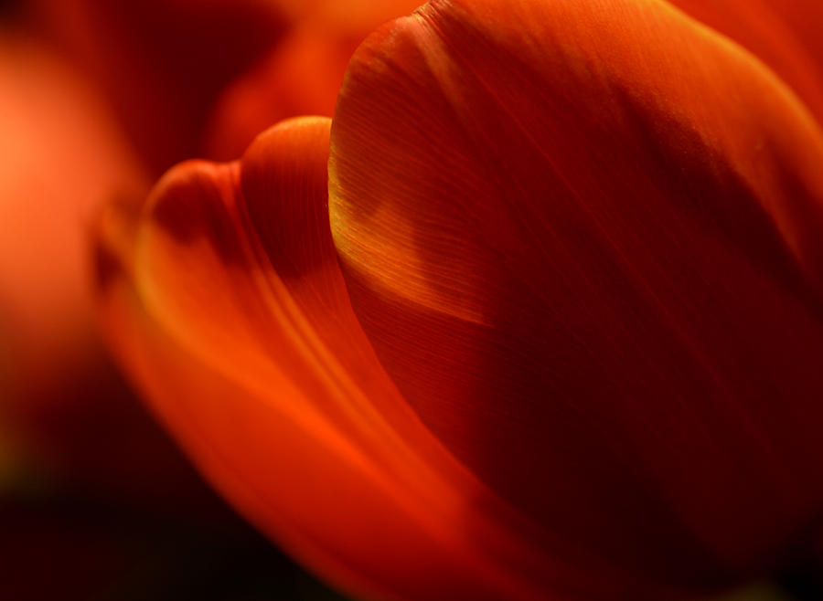 Orange Glow Tulips Photograph by Julie Palencia
