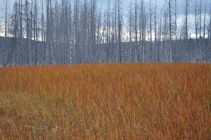Orange Grasses and Gray Trees in Yellowstone National Park Photograph by Bruce Gourley