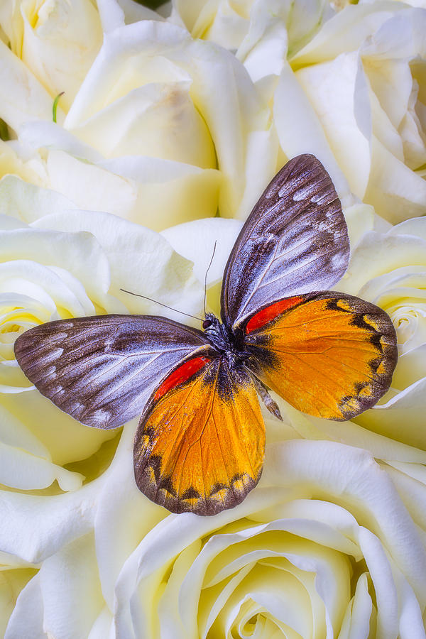 Orange gray butterfly Photograph by Garry Gay - Fine Art America