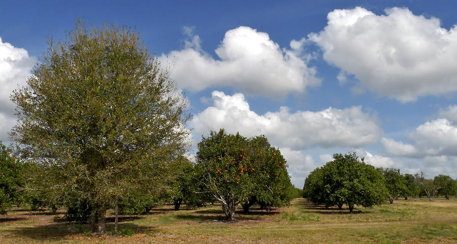 Orange Grove. Babb Farm Kissimmee Florida. Photograph by Chris  Kusik
