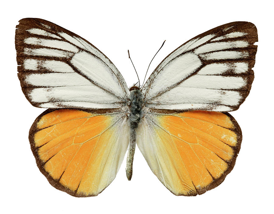 Butterfly Photograph - Orange Gull Butterfly by Natural History Museum, London/science Photo Library