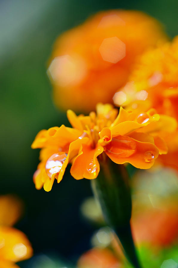 Flowers Still Life Photograph - Orange by Gynt  