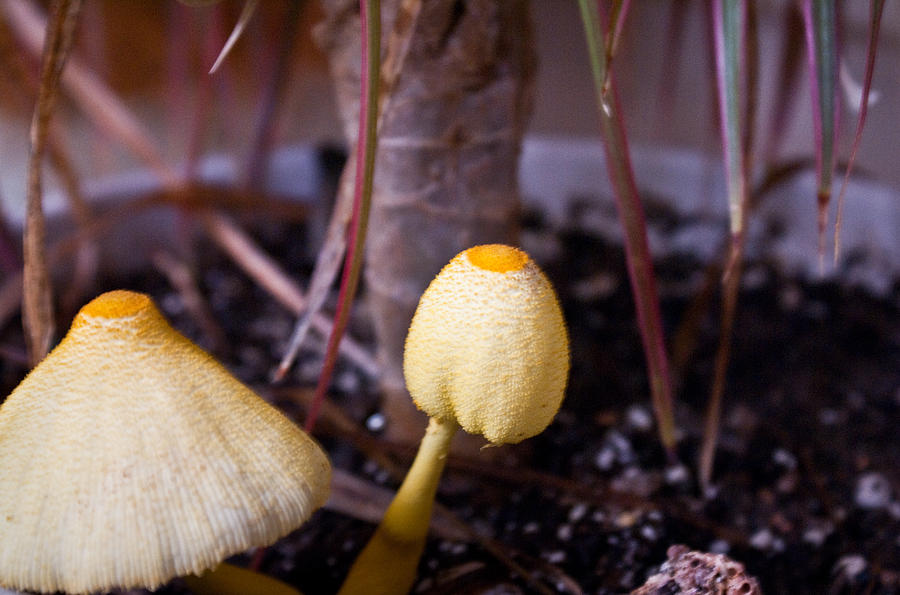 Orange Hat Mushrooms Photograph by Douglas Barnett